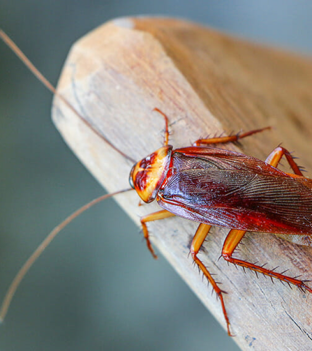 Cockroaches-hazarous-Dangerous_1