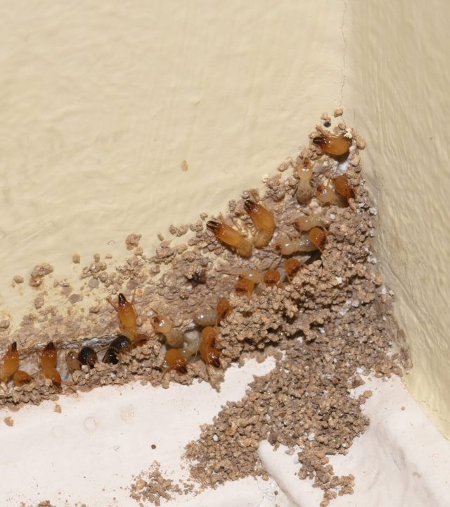 Do-You-Recognize-the-7-Early-Warning-Signs-of-a-Termite-Infestation-3