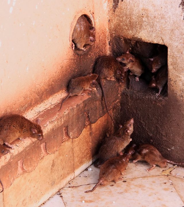 Hazards Which they can cause​d by rodants