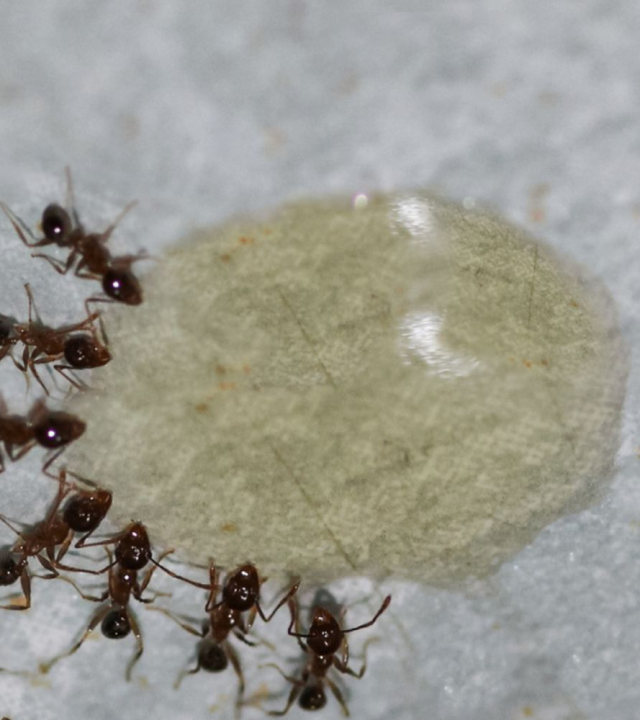 How to Get Rid of Ants in Your House