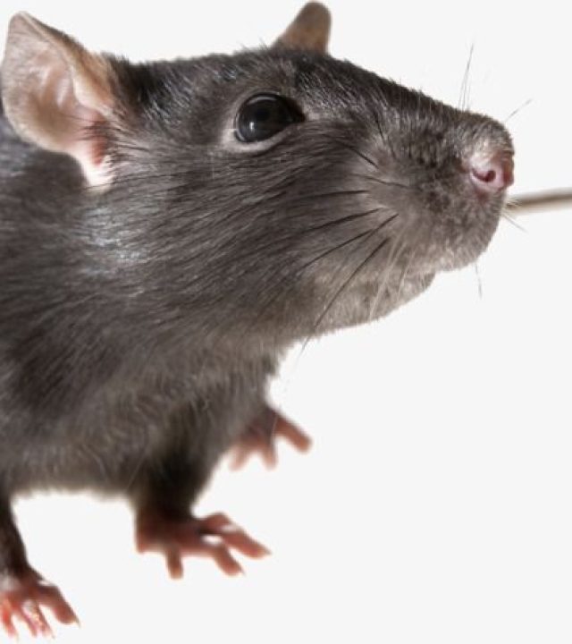 Rodent-bg-100
