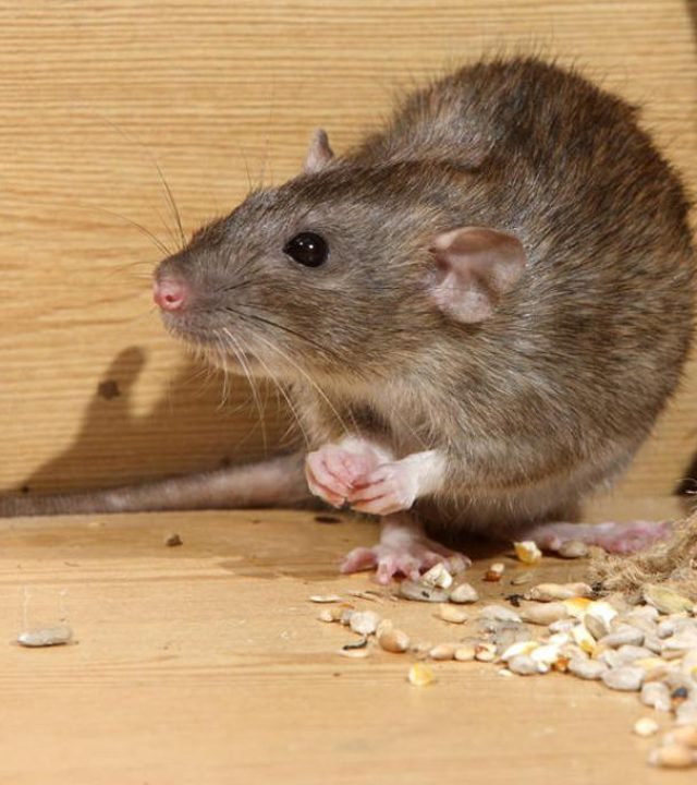 Signs of Infestation​ by rodents