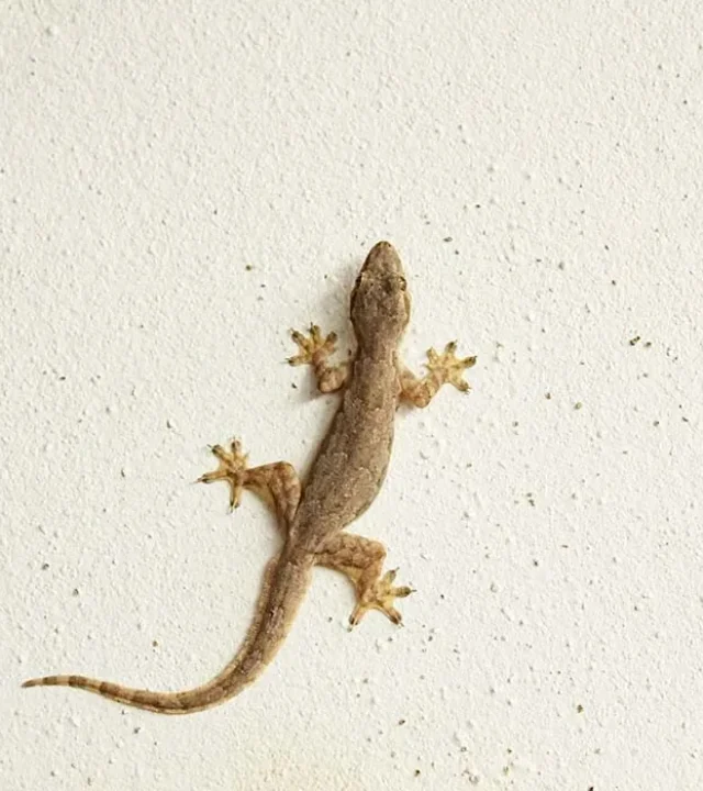 Signs of Infestation​