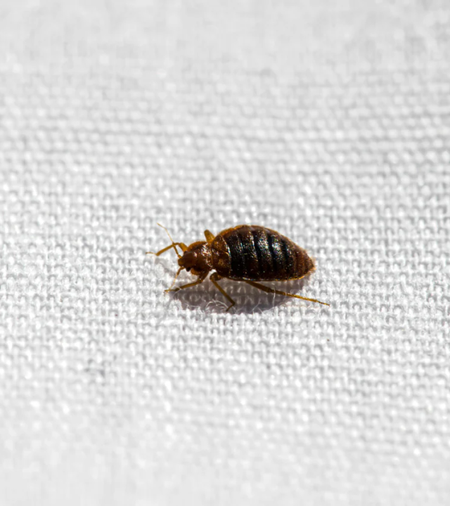 hazardous-from-bed-bug